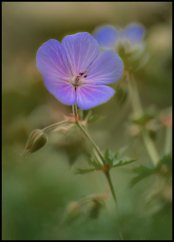 Tisk POVĚZTE MI, NĚŽNÉ KVĚTY... VI. | JEAN-CLAUDE ETEGNOT