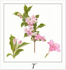 Print T - PICTURE POEM | JEAN-CLAUDE ETEGNOT