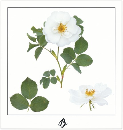 Print B - PICTURE POEM | JEAN-CLAUDE ETEGNOT