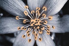 Print FLOWERS N.4 | JEAN-CLAUDE ETEGNOT