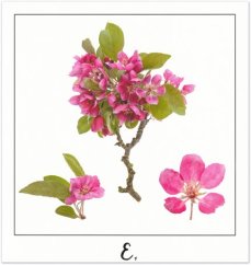 Print E - PICTURE POEM | JEAN-CLAUDE ETEGNOT