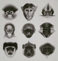 Book MYSTERY APES | MEANDER