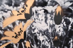 Print FLOWERS N.2 | JEAN-CLAUDE ETEGNOT