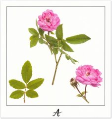 Print A - PICTURE POEM | JEAN-CLAUDE ETEGNOT