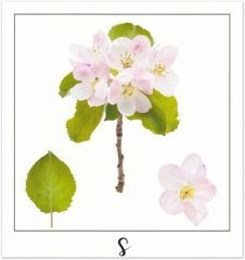 Print S - PICTURE POEM | JEAN-CLAUDE ETEGNOT
