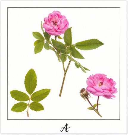 Print A - PICTURE POEM | JEAN-CLAUDE ETEGNOT