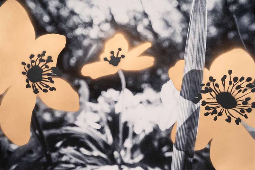 Print FLOWERS N.1 | JEAN-CLAUDE ETEGNOT