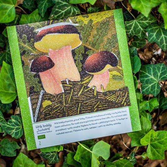 Workbook MY MUSHROOM CATALOG | PIPASIK