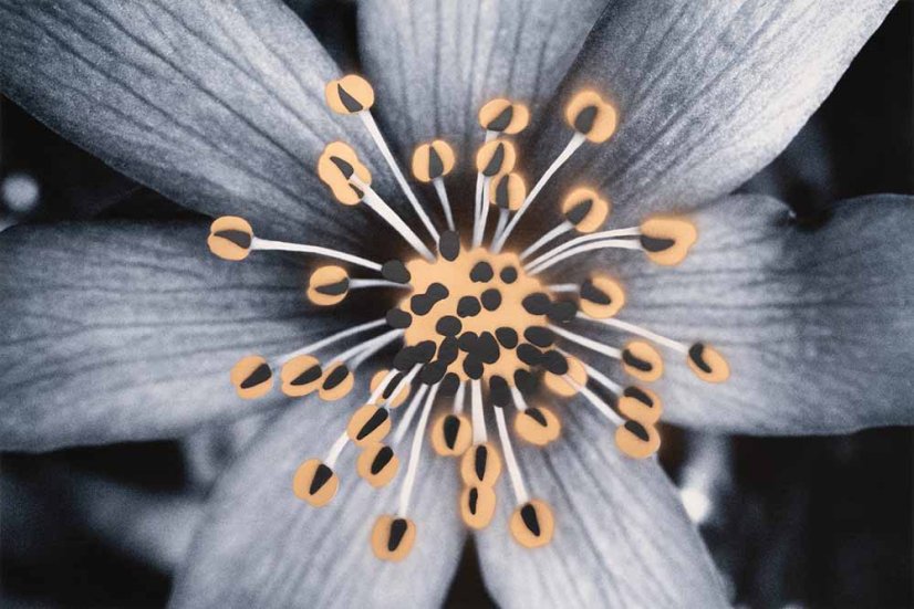 Print FLOWERS N.4 | JEAN-CLAUDE ETEGNOT