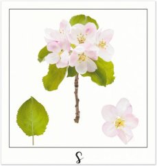 Print S - PICTURE POEM | JEAN-CLAUDE ETEGNOT