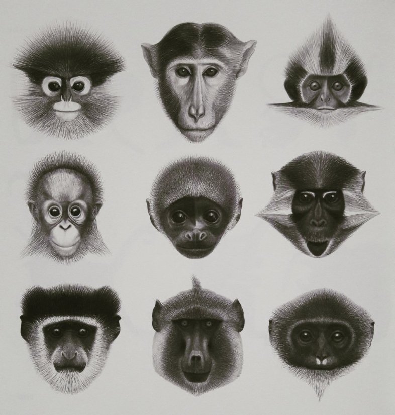 Book MYSTERY APES | MEANDER
