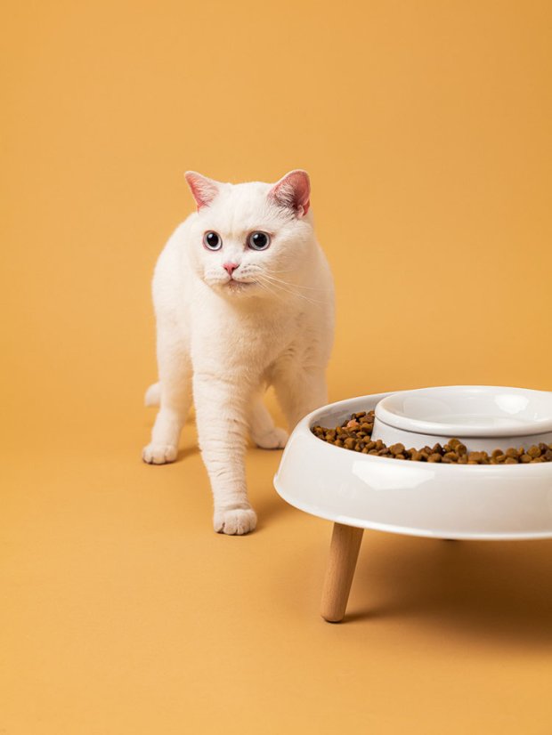 A dog and cat bowl | EATEE