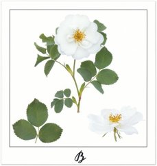 Print B - PICTURE POEM | JEAN-CLAUDE ETEGNOT