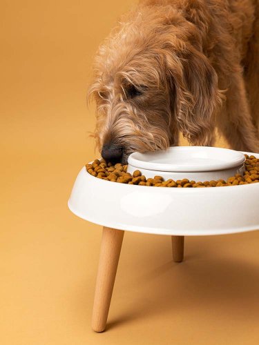 A dog and cat bowl | EATEE