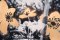 Tisk FLOWERS N.1 | JEAN-CLAUDE ETEGNOT