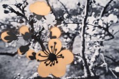 Tisk FLOWERS N.3 | JEAN-CLAUDE ETEGNOT