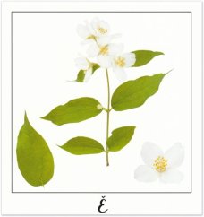 Print Ě - PICTURE POEM | JEAN-CLAUDE ETEGNOT