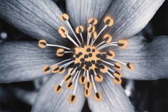 Tisk FLOWERS N.4 | JEAN-CLAUDE ETEGNOT