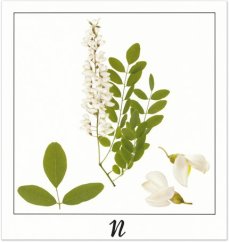 Tisk N - OBRAZOVÁ BÁSEŇ | JEAN-CLAUDE ETEGNOT