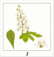 Print J - PICTURE POEM | JEAN-CLAUDE ETEGNOT