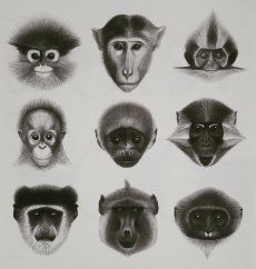 Book MYSTERY APES | MEANDER