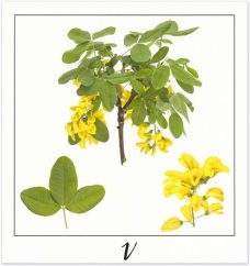 Print V - PICTURE POEM | JEAN-CLAUDE ETEGNOT