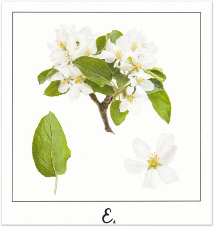 Print E - PICTURE POEM | JEAN-CLAUDE ETEGNOT