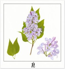 Print Ň - PICTURE POEM | JEAN-CLAUDE ETEGNOT